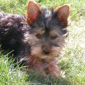 Photo de Yorkshire terrier