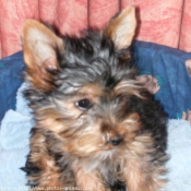 Photo de Yorkshire terrier