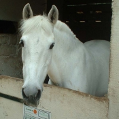 Photo de Poney franais de selle