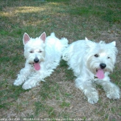 Photo de West highland white terrier