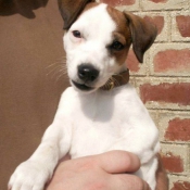 Photo de Jack russell terrier