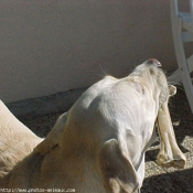 Photo de Labrador retriever