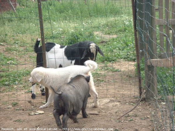 Photo de Races diffrentes