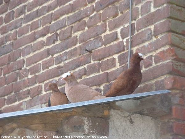 Photo de Pigeon