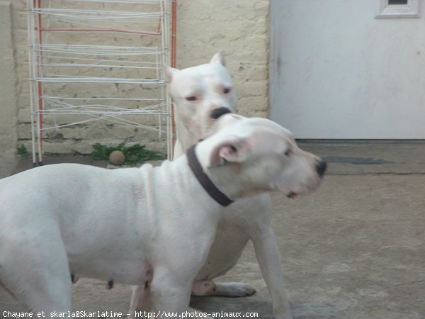 Photo de Dogue argentin