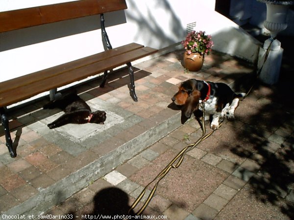 Photo de Races diffrentes