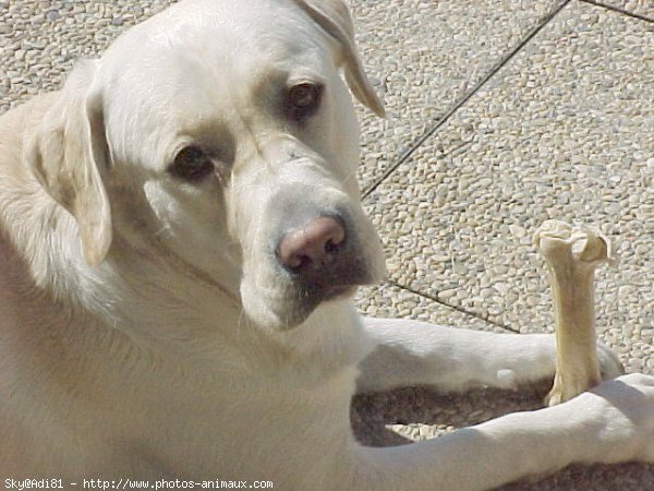 Photo de Labrador retriever