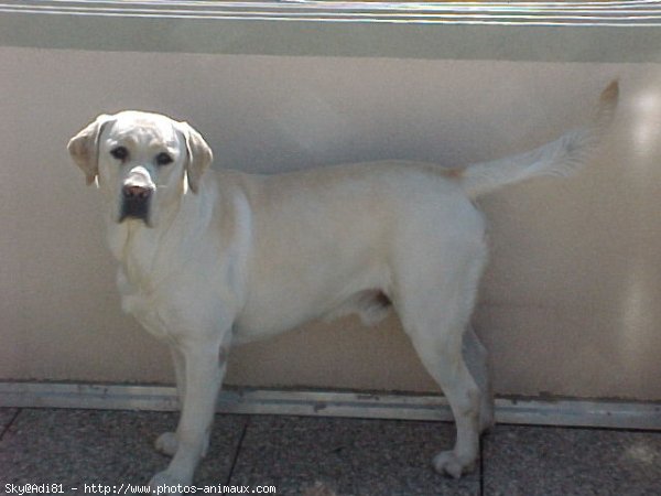 Photo de Labrador retriever