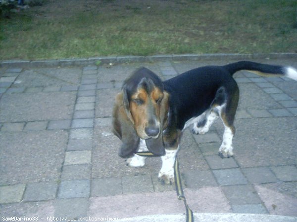 Photo de Basset hound