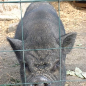 Photo de Cochon