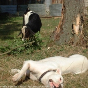 Photo de Races diffrentes