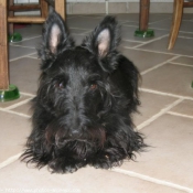 Photo de Scottish terrier