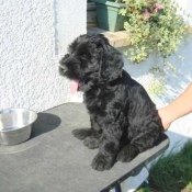 Photo de Schnauzer gant