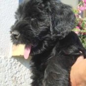 Photo de Schnauzer gant