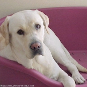 Photo de Labrador retriever