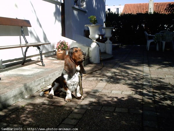 Photo de Basset hound