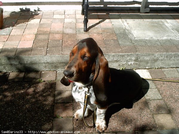 Photo de Basset hound