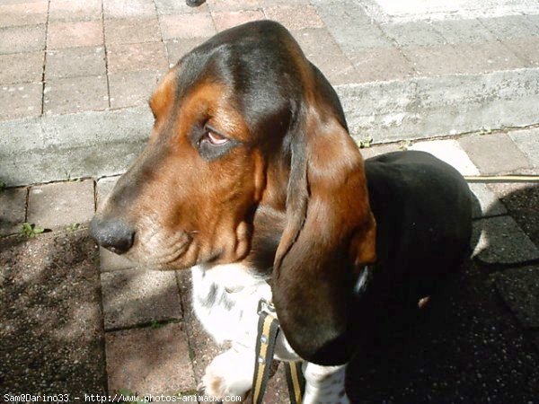 Photo de Basset hound