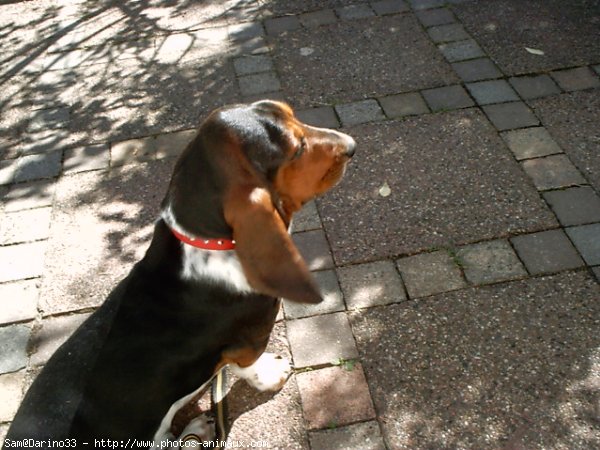 Photo de Basset hound