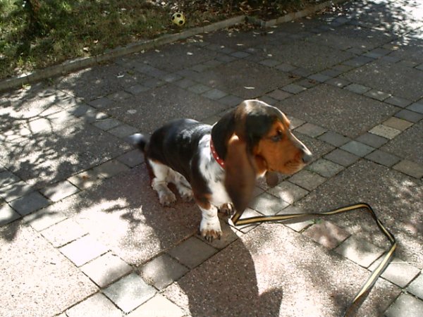 Photo de Basset hound