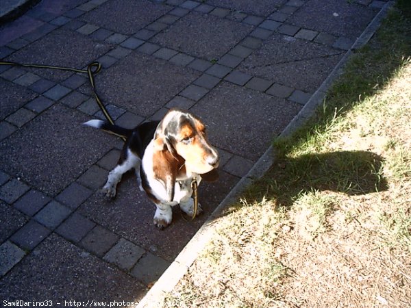 Photo de Basset hound