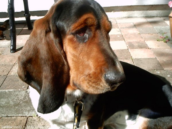 Photo de Basset hound