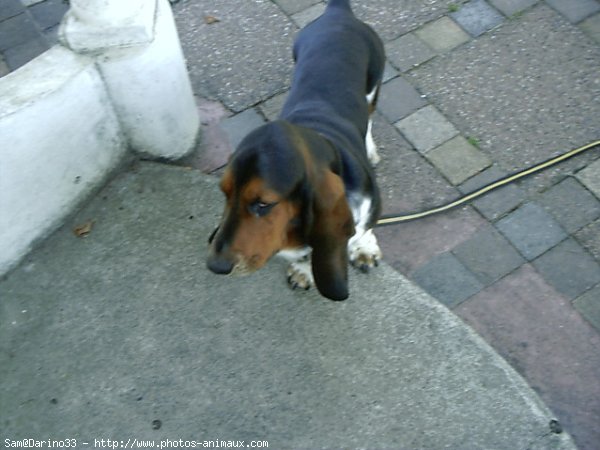 Photo de Basset hound