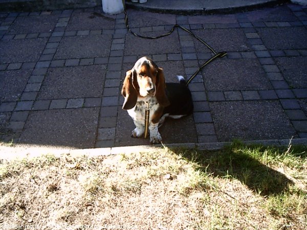 Photo de Basset hound