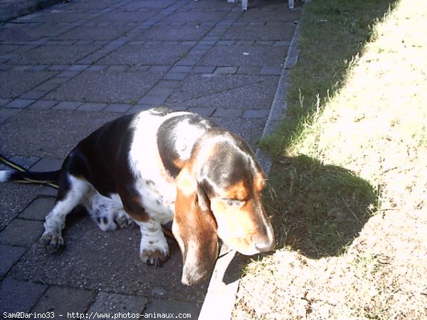 Photo de Basset hound