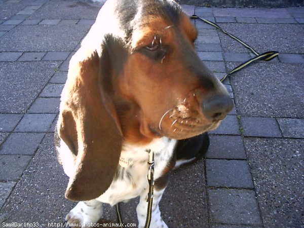 Photo de Basset hound