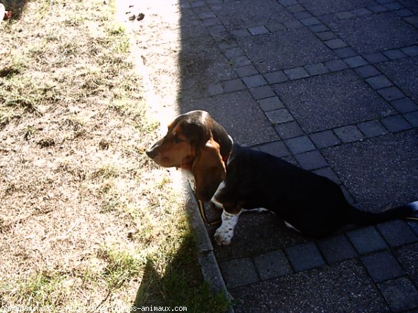 Photo de Basset hound