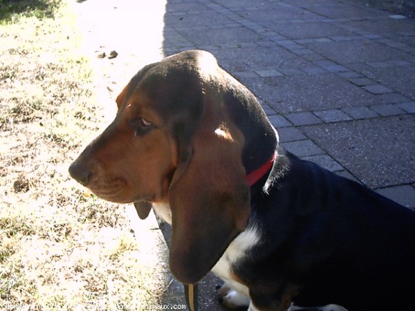 Photo de Basset hound