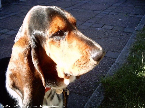 Photo de Basset hound