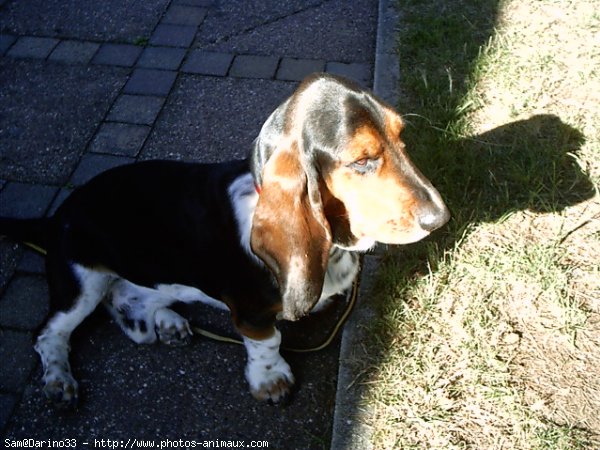 Photo de Basset hound