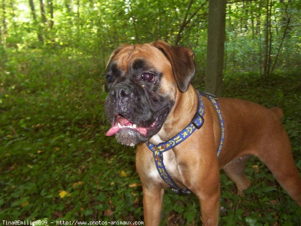 Photo de Boxer