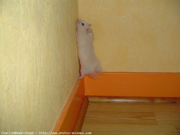 Photo de Hamster