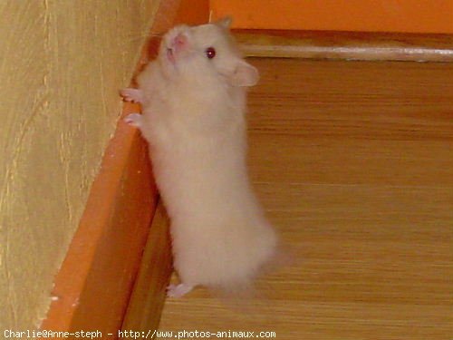 Photo de Hamster