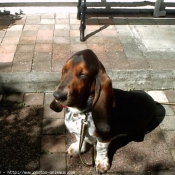 Photo de Basset hound