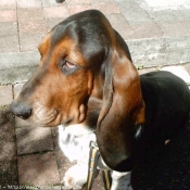 Photo de Basset hound