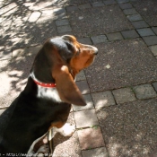 Photo de Basset hound