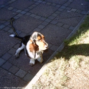 Photo de Basset hound