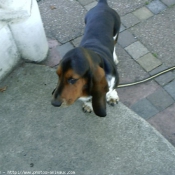 Photo de Basset hound