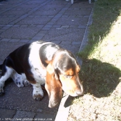 Photo de Basset hound