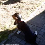 Photo de Basset hound