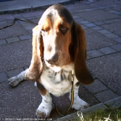 Photo de Basset hound