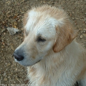 Photo de Golden retriever