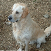 Photo de Golden retriever