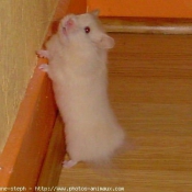 Photo de Hamster