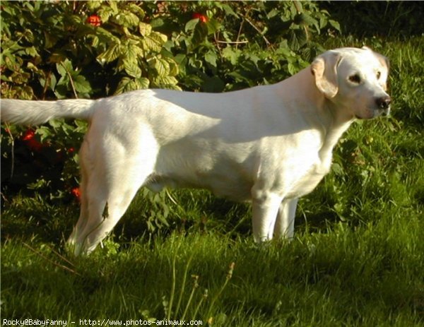 Photo de Labrador retriever