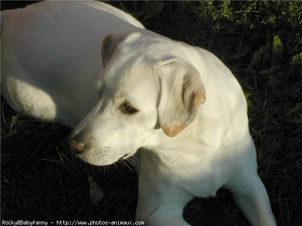 Photo de Labrador retriever